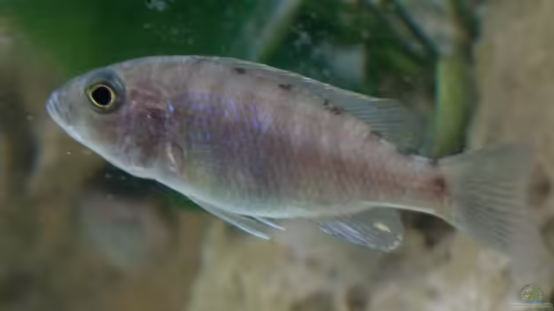 Besatz im Aquarium Becken 7121 von Applehorsti (36)