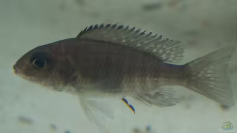 Besatz im Aquarium Becken 7121 von Applehorsti (37)