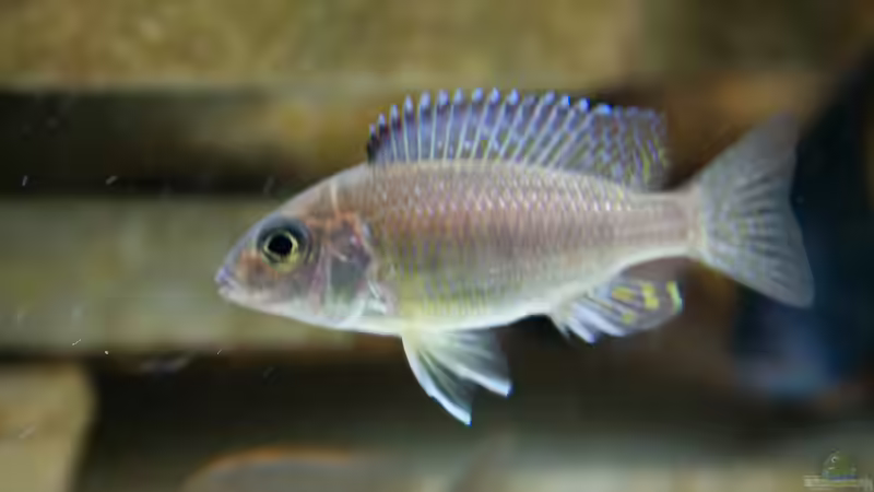 Besatz im Aquarium Becken 7121 von Applehorsti (38)