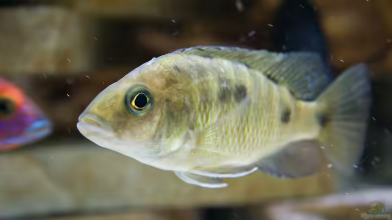 Besatz im Aquarium Becken 7121 von Applehorsti (39)