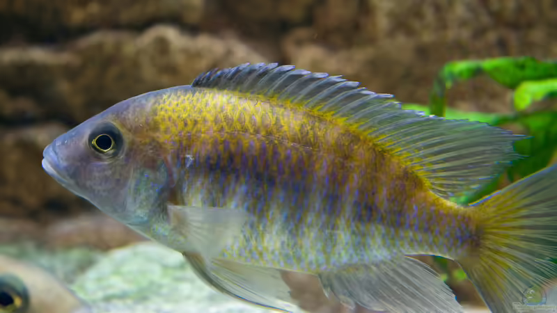 Besatz im Aquarium Becken 7121 von Applehorsti (41)