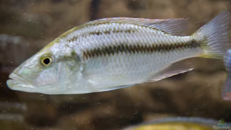 Besatz im Aquarium Becken 7121 von Applehorsti (42)