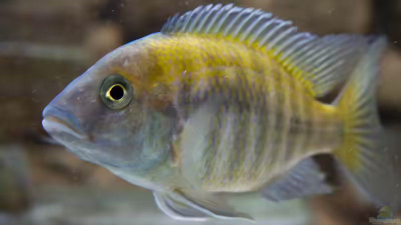 Besatz im Aquarium Becken 7121 von Applehorsti (43)