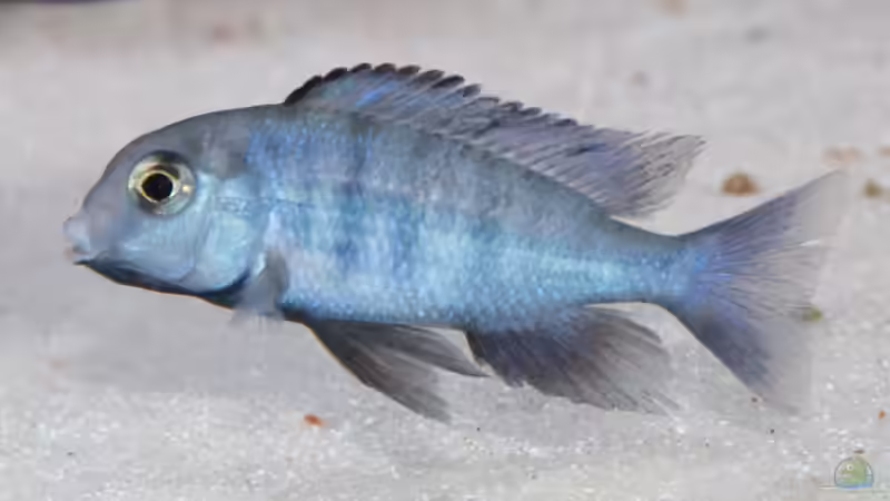 Besatz im Aquarium Becken 7121 von Applehorsti (45)