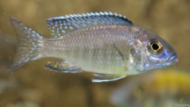 Besatz im Aquarium Becken 7121 von Applehorsti (48)