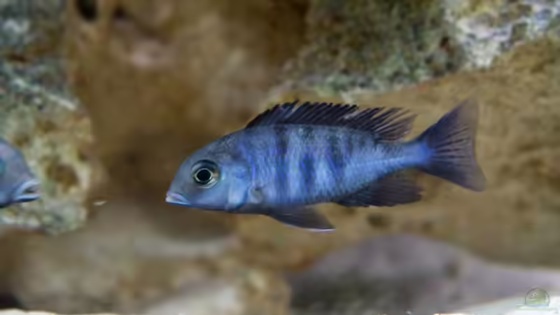 Besatz im Aquarium Becken 7121 von Applehorsti (50)