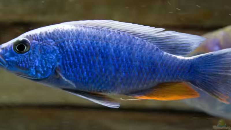 Besatz im Aquarium Becken 7121 von Applehorsti (51)