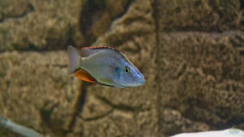 Besatz im Aquarium Becken 7121 von Applehorsti (52)