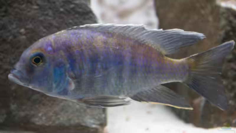 Besatz im Aquarium Becken 7121 von Applehorsti (54)