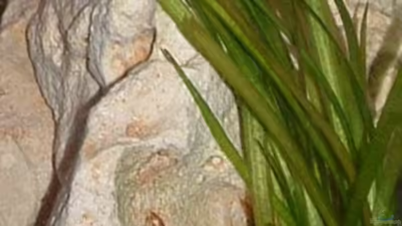 Besatz im Aquarium Becken 7135 von lucky-luke.ch (27)