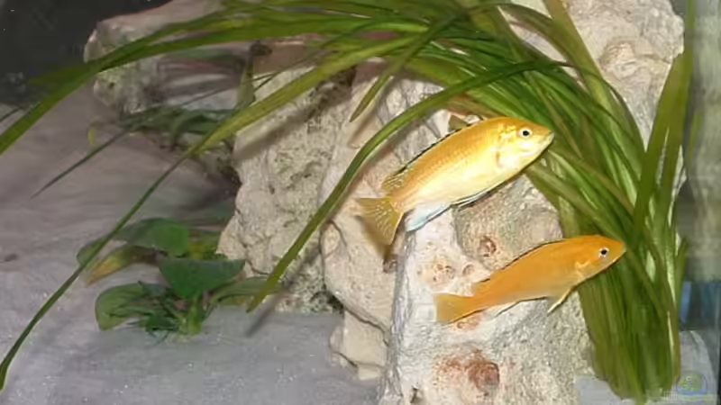 Besatz im Aquarium Becken 7135 von lucky-luke.ch (28)