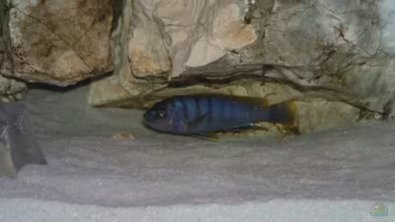 Besatz im Aquarium Becken 7135 von lucky-luke.ch (29)