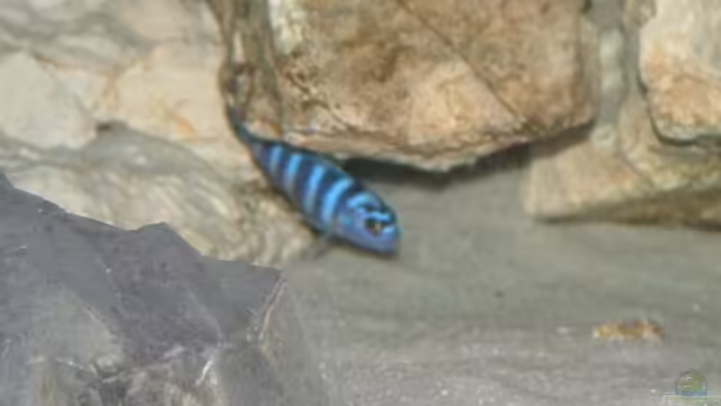 Besatz im Aquarium Becken 7135 von lucky-luke.ch (30)