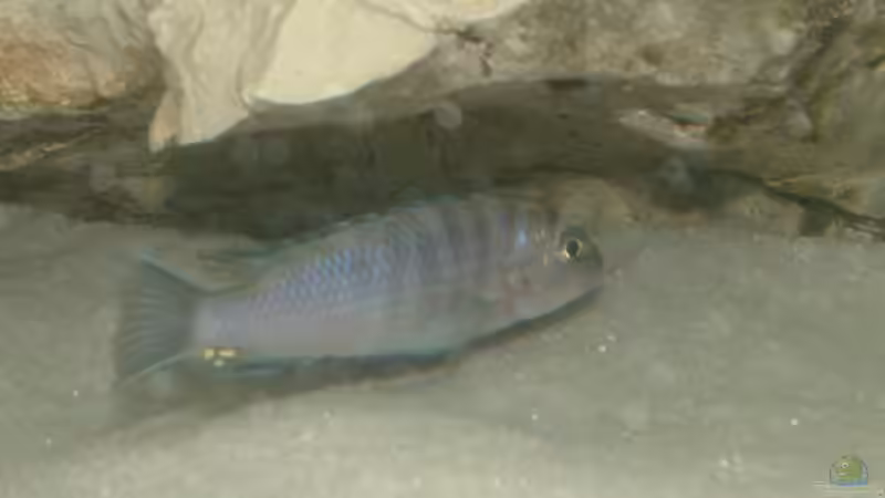 Besatz im Aquarium Becken 7135 von lucky-luke.ch (32)