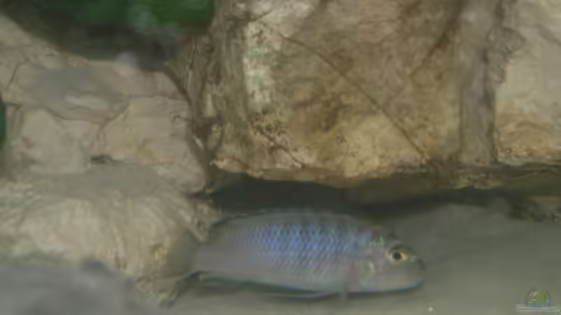 Besatz im Aquarium Becken 7135 von lucky-luke.ch (33)