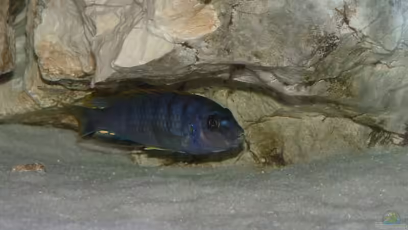 Besatz im Aquarium Becken 7135 von lucky-luke.ch (34)