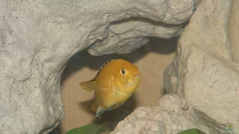 Besatz im Aquarium Becken 7135 von lucky-luke.ch (35)