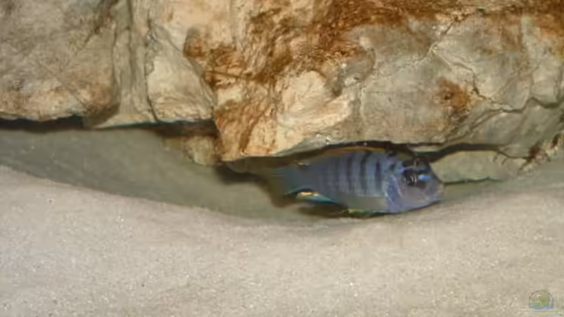 Besatz im Aquarium Becken 7135 von lucky-luke.ch (42)