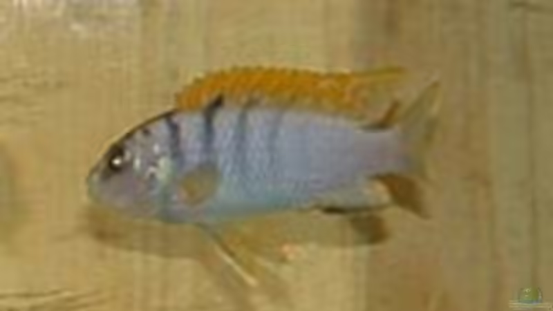 Besatz im Aquarium Becken 7135 von lucky-luke.ch (43)