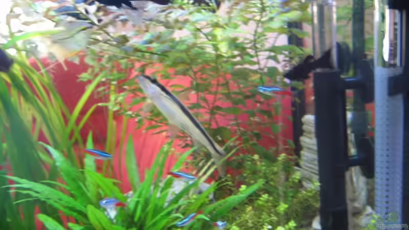 Besatz im Aquarium Becken 7137 von Jens Friemel (6)