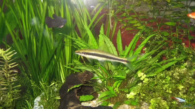 Besatz im Aquarium Becken 7137 von Jens Friemel (7)