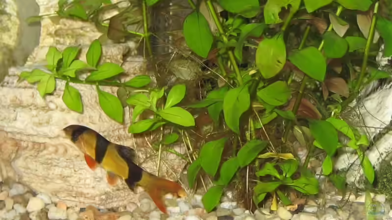 Besatz im Aquarium Becken 7137 von Jens Friemel (8)