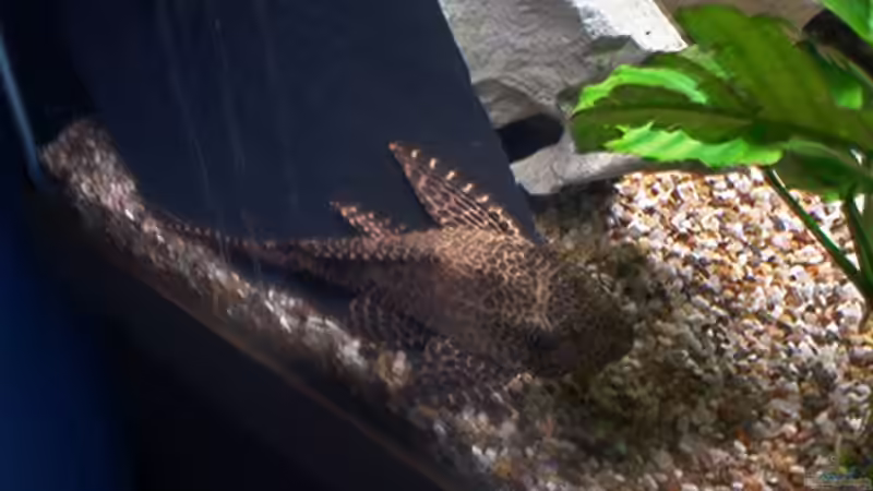 Besatz im Aquarium Becken 715 von Dominic Moritz (10)