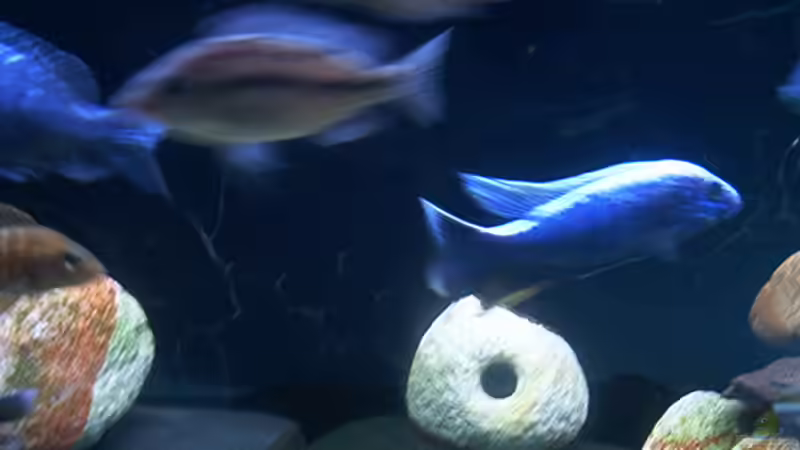 Besatz im Aquarium Becken 715 von Dominic Moritz (5)