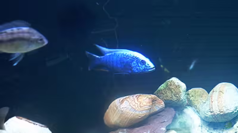 Besatz im Aquarium Becken 715 von Dominic Moritz (6)