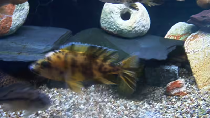 Besatz im Aquarium Becken 715 von Dominic Moritz (7)