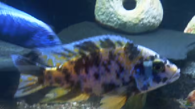 Besatz im Aquarium Becken 715 von Dominic Moritz (8)