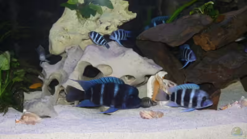 Besatz im Aquarium Becken 7162 von PRHilden (5)