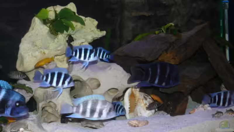 Besatz im Aquarium Becken 7162 von PRHilden (6)