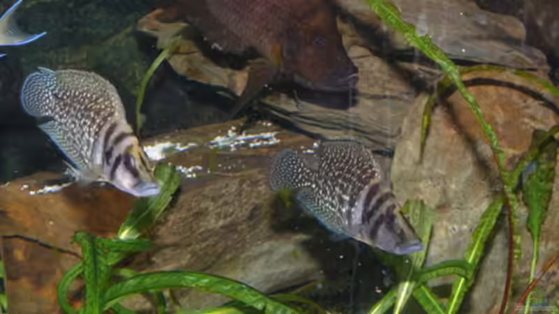 Besatz im Aquarium Becken 7162 von PRHilden (8)