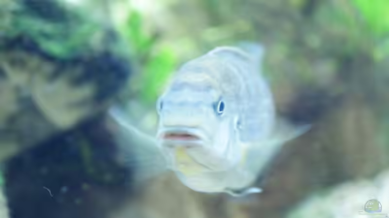 Besatz im Aquarium Becken 7165 von Werner Wittwer (27)