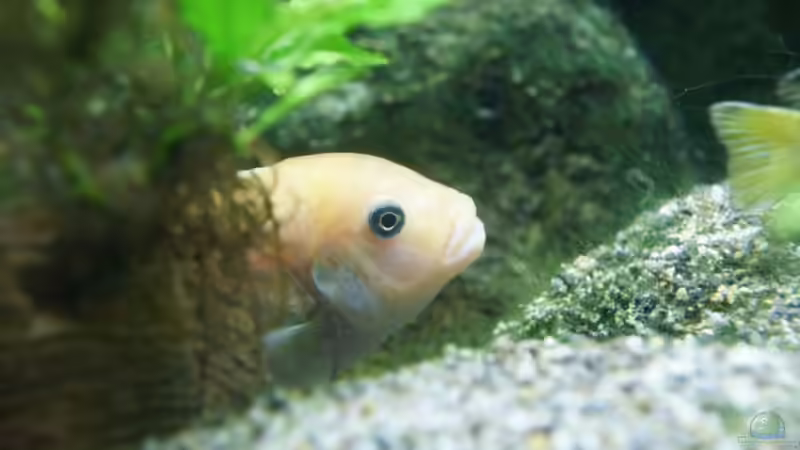 Besatz im Aquarium Becken 7165 von Werner Wittwer (28)