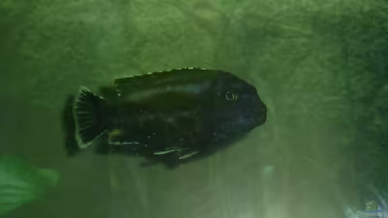 Besatz im Aquarium Becken 717 von André Steffens (5)