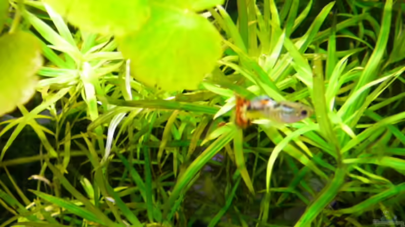 Besatz im Aquarium Becken 7171 von s-chiller- (6)