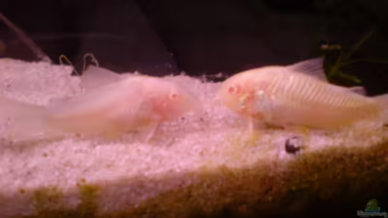 Besatz im Aquarium Becken 7171 von s-chiller- (7)