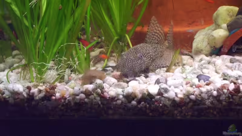 Besatz im Aquarium Becken 7188 von Robin Braun (7)