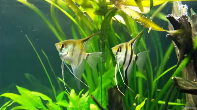 Besatz im Aquarium Becken 7196 von Firmi73 (6)