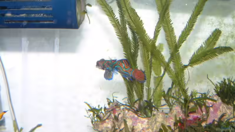 Besatz im Aquarium Becken 7241 von boandlkramer77 (10)