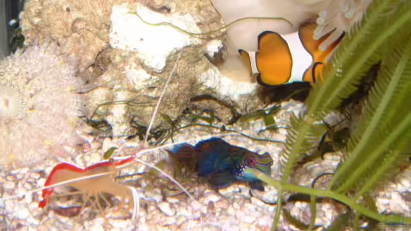 Besatz im Aquarium Becken 7241 von boandlkramer77 (12)