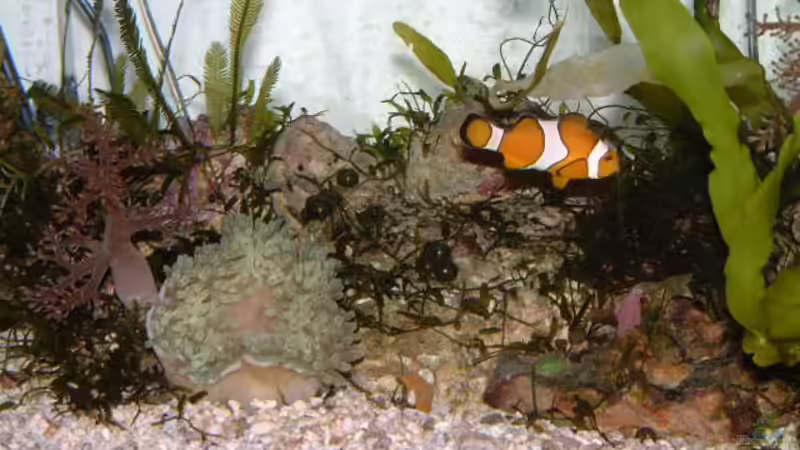 Besatz im Aquarium Becken 7241 von boandlkramer77 (4)