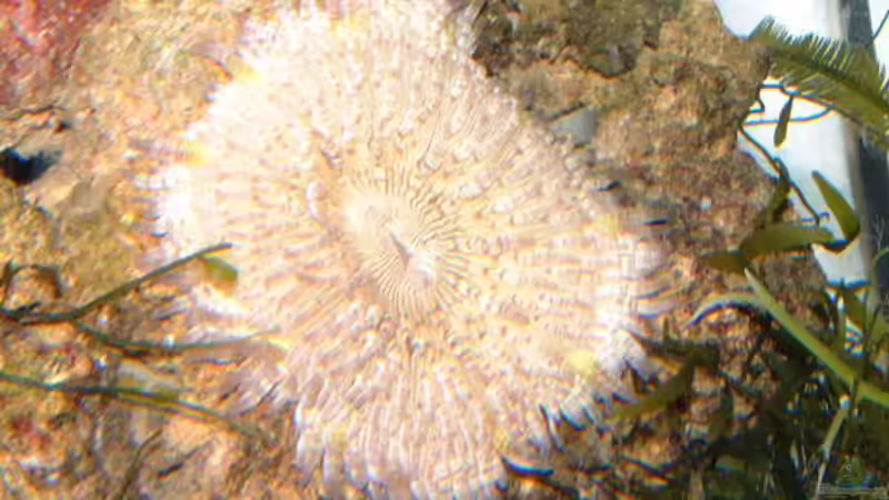 Besatz im Aquarium Becken 7241 von boandlkramer77 (5)