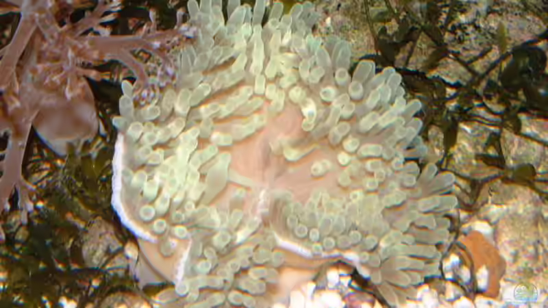 Besatz im Aquarium Becken 7241 von boandlkramer77 (6)