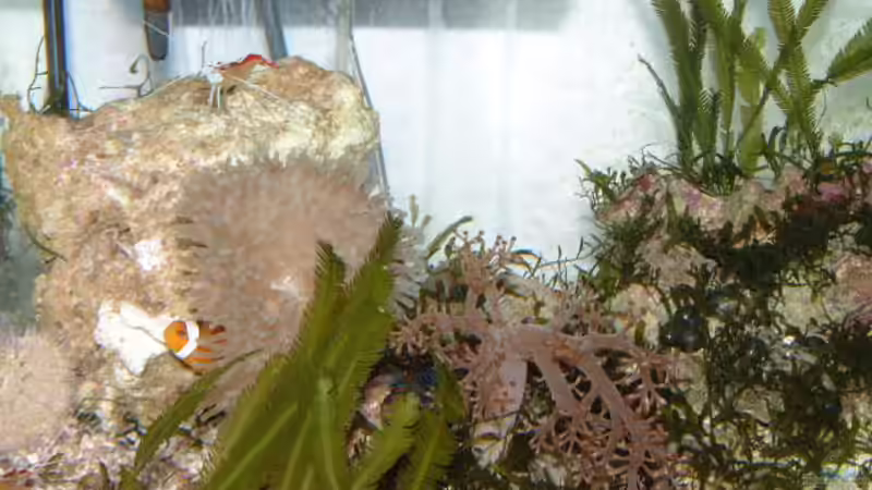 Besatz im Aquarium Becken 7241 von boandlkramer77 (7)