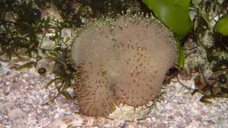 Besatz im Aquarium Becken 7241 von boandlkramer77 (9)