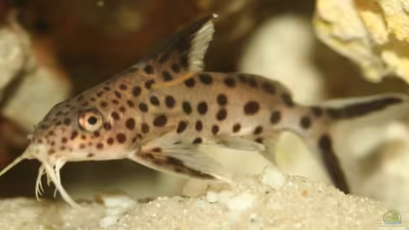 Besatz im Aquarium Becken 7263 von Svenson (9)