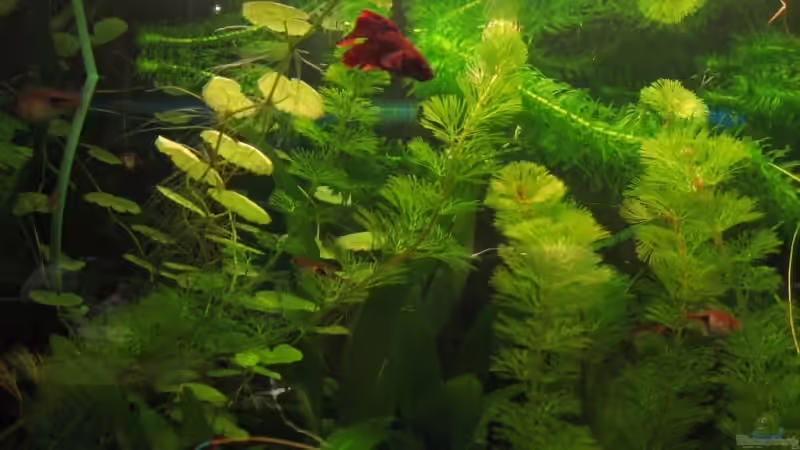 Besatz im Aquarium Becken 7275 von BORG Mistelbach (4)